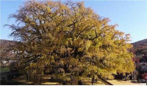 인천 장수동 은행나무[문화재청 제공, 재판매 및 DB 금지]
