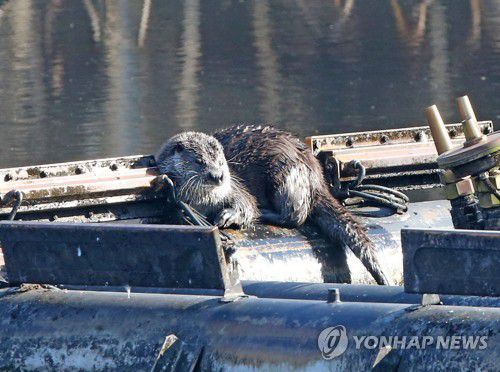볕 쬐는 수달(포항=연합뉴스) 손대성 기자 = 10일 경북 포항시 북구 장성동 신제지에 천연기념물이자 멸종위기 야생생물 1급인 수달이 분수대 위에서 쉬고 있다. 2020.12.10 sds123@yna.co.kr