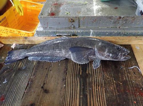 남극이빨고기[선우실업 제공. 재판매 및 DB금지]