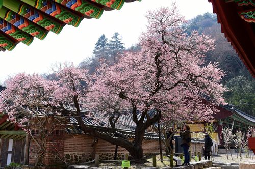 전남 장성 백양사 고불매[장성군청 제공. 재판매 및 DB 금지]