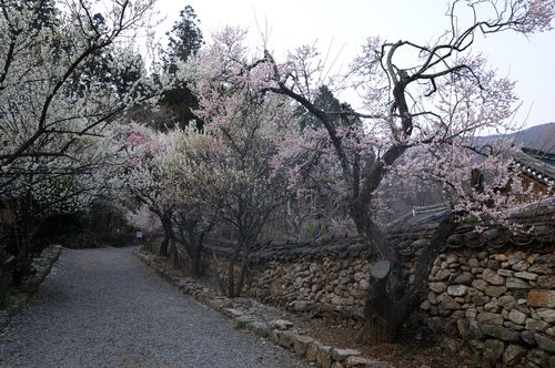 전남 순천 선암사 선암매[문화재청 제공. 재판매 및 DB 금지]