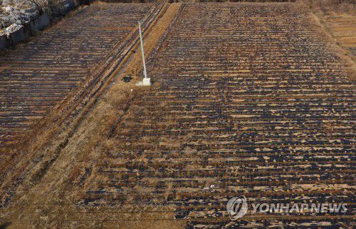 LH 직원 투기 의혹 토지에 방치된 작물(시흥=연합뉴스) 홍기원 기자 = 한국토지주택공사(LH) 직원 일부가 경기 광명·시흥 신도시 지정 전 해당 지역에서 투기 목적으로 토지를 매입했다는 의혹이 제기되면서 업무에서 전격 배제됐다.
    사진은 3일 오후 투기 의혹이 제기된 경기도 시흥시 과림동의 한 밭에 방치된 작물. 2021.3.3 xanadu@yna.co.kr