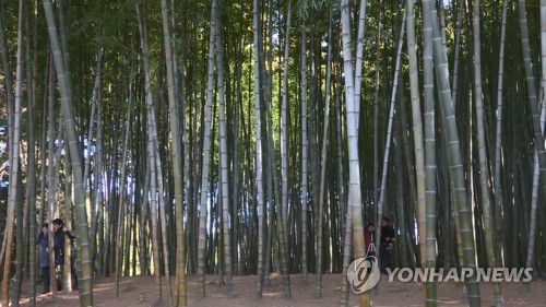 부산 기장군 철마면 아홉산숲[연합뉴스 자료사진]