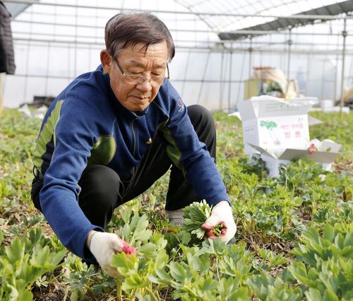 "미세먼지 방풍나물로 씻어내세요"  (태안=연합뉴스) 14일 충남 태안군 남면 몽산리 비닐하우스에서 농민들이 호흡기 질환에 효능이 있는 것으로 알려진 방풍나물을 수확하고 있다. 2021.3.14 [태안군 제공. 재판매 및 DB 금지]