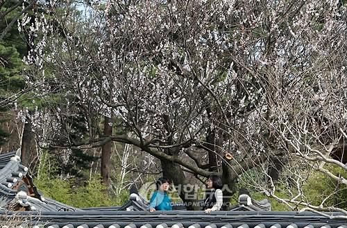 과거에는 이랬는데 2009년 3월 19일 오죽헌 율곡매가 꽃을 활짝 피우고 자태를 뽐내고 있다. [촬영 유형재]