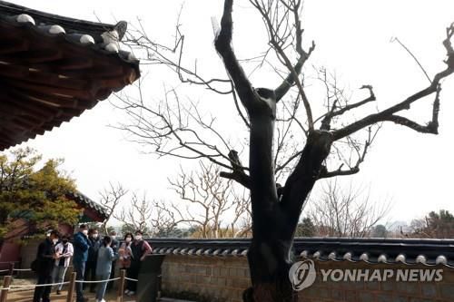 26일 오후 강원 강릉시 오죽헌을 찾은 문화재청 관계자가 율곡매(천연기념물 484호) 상태를 살펴보고 있다. [촬영 이해용]