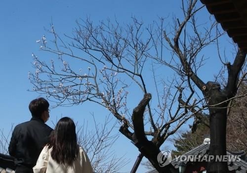 강릉시 오죽헌을 찾은 관람객이 지난 22일 수명을 다한 것으로 보이는 율곡매를 살펴보고 있다. [촬영 이해용]