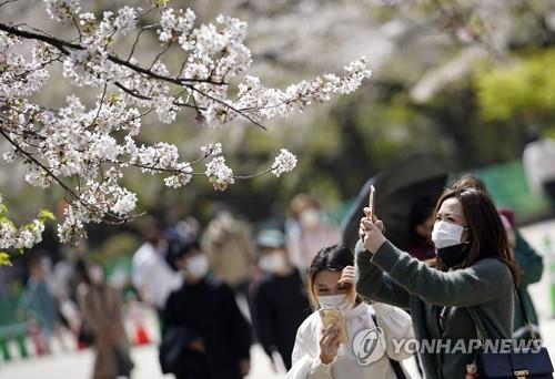 (도쿄 EPA=연합뉴스) 지난달 31일 일본 도쿄도(東京都)의 한 공원에서 마스크를 쓴 여성이 벚꽃 사진을 찍고 있다.