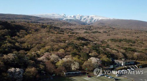 한라산 관음사 주변 왕벚꽃[제주도 세계유산본부 제공. 재판매 및 DB 금지]