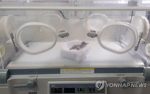 창녕 우포따오기 2021년 첫 부화[경남 창녕군 제공. 재판매 및 DB 금지]