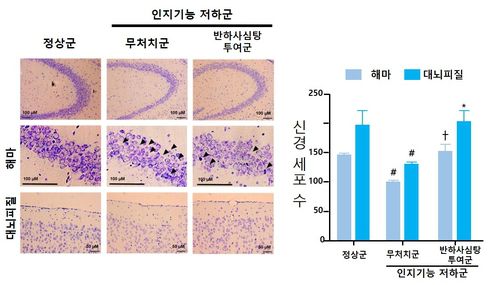 반하사심탕 실험 쥐에 투여한 결과 인지기능이 향상된 모습 [한국한의학연구원 제공. 재판매 및 DB 금지]