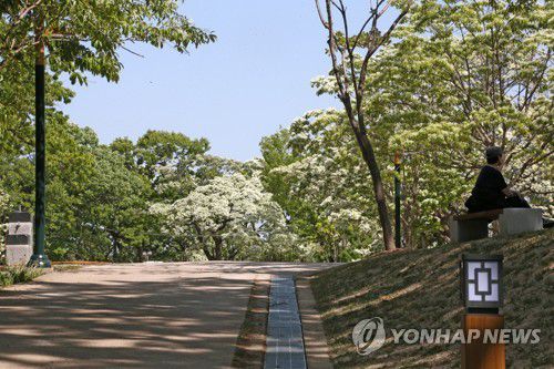 포항 흥해향교 이팝나무(포항=연합뉴스) 손대성 기자 = 3일 경북 포항시 북구 흥해읍 흥해향교 주변에 이팝나무꽃이 활짝 피어 있다.
    흥해향교 이팝나무는 지난해 12월 천연기념물로 지정됐다. 2021.5.3 sds123@yna.co.kr