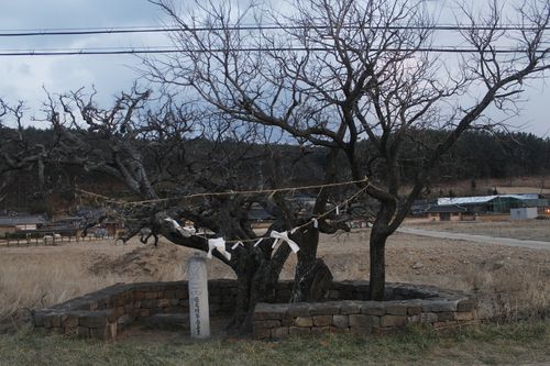 영덕 괴시마을 당산나무[문화재청 제공. 재판매 및 DB 금지]