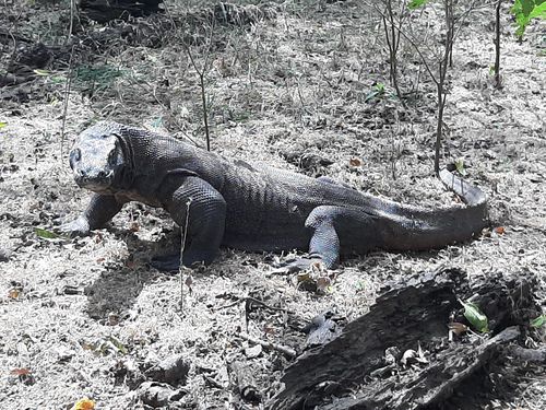 "코모도왕도마뱀, 느릿느릿 걷지만 '콱' 물 수도"(라부안바조[인도네시아]=연합뉴스)
