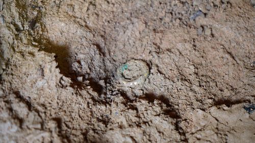 부여 응평리 백제 고분에서 발견된 금동제 귀걸이[국립부여문화재연구소 제공. 재판매 및 DB 금지]