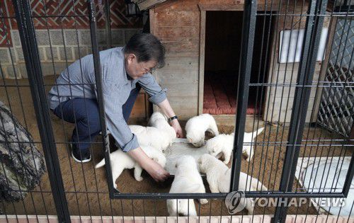 문 대통령, 북한에서 온 풍산개 '곰이' 새끼 공개(서울=연합뉴스) 문재인 대통령은 3일 북한에서 온 풍산개 '곰이'와 원래 데리고 있던 풍산개 '마루' 사이에서 새끼 7마리를 낳았다고 SNS에 관련 사진을 공개했다. 문 대통령은 "이제 4주 되었으며, 7마리나 되니 이름 짓기가 쉽지 않다"고 했다. 2021.7.3 [청와대 제공. 재판매 및 DB 금지] photo@yna.co.kr