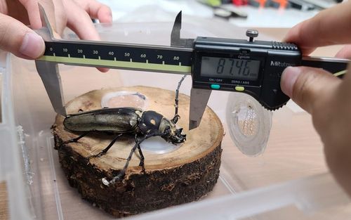 광릉숲에서 발견된 장수하늘소 길이 측정[국립수목원 제공. 재판매 및 DB 금지]