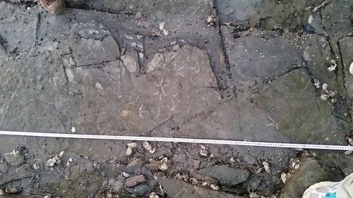 사천 비토섬 진동새 발자국 화석[한국지질유산연구소 제공. 재판매 및 DB 금지]