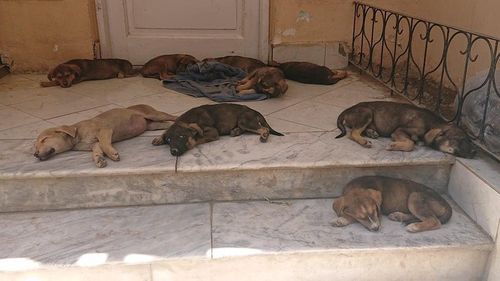 아프간에서 구조된 반려견들 ['카불 작은 동물 구조' 페이스북 발췌]