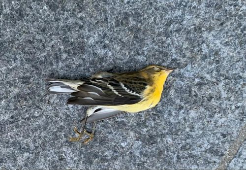 뉴욕 WTC 주변 철새 사체[멀리사 브라이어 트위터]