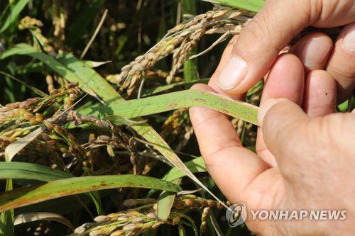잎도열병으로 병든 김제지역 벼[연합뉴스 자료사진]