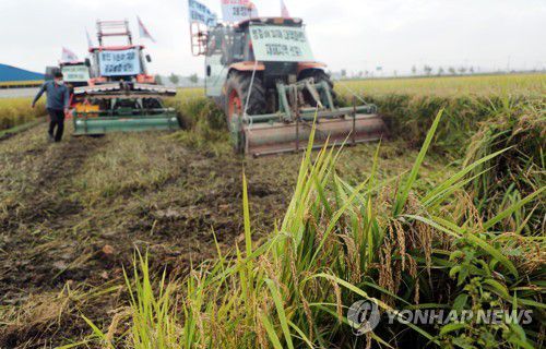'수확이 코 앞이었는데'(부안=연합뉴스) 정경재 기자 = 8일 오전 전북 부안군 행안면 한 논에서 농민들이 트랙터로 다 자란 벼를 갈아엎고 있다. 2021.10.8 jaya@yna.co.kr