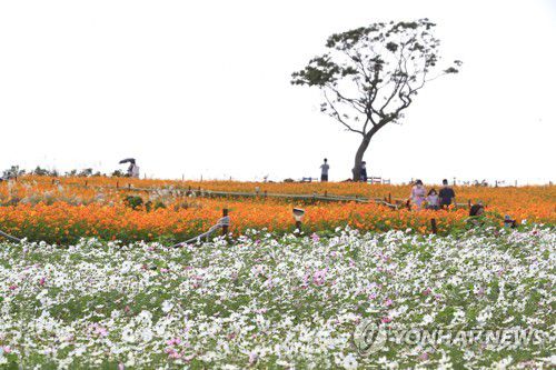 제주의 가을 활짝(서귀포=연합뉴스) 제주 서귀포시 안덕면 신화월드를 찾은 관광객이 활짝 핀 코스모스 길을 걸으며 가을 정취를 만끽하고 있다. [연합뉴스 자료사진]