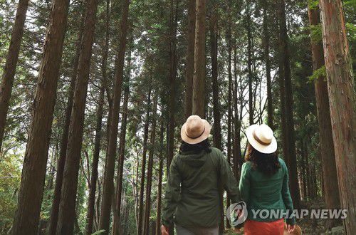 경남 창원시 편백치유의 숲[창원시 제공]
