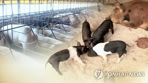 "아프리카돼지열병 전파 막아라"…양돈 농가 비상 (CG) [연합뉴스 자료사진]