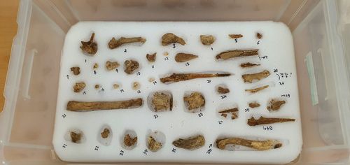 창녕 교동과 송현동 고분군에서 나온 개 뼈[국립가야문화재연구소 제공. 재판매 및 DB 금지]