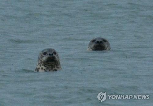 충남 서산 가로림만에서 포착된 천연기념물 점박이물범(서산=연합뉴스) 가로림만에서 최근 멸종위기 해양 보호 생물이자 천연기념물 제331호인 점박이물범이 서산태안환경운동연합 가로림만 점박이물범 시민모니터링단 카메라에 포착됐다. 점박이물범은 배를 내어놓고 유유히 헤엄치기도 하며, 먹이를 사냥하기도 했다. 2021.11.4 [서산태안환경연합 제공. 재판매 및 DB 금지] jchu2000@yna.co.kr (끝)