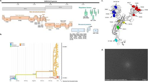 프랑스 연구진이 확인한 새변이 B.1.640.2[IHU 지중해 감염연구센터 논문 캡처. DB 및 재판매 금지]