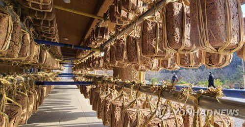 처마 밑에 메주가 주렁주렁(강릉=연합뉴스) 유형재 기자 = 지난달 23일 강원 강릉시 성산면 대관령 기슭의 한 전통 장공장 농민이 볕이 잘 드는 처마 밑에서 메주를 전통방식으로 말리고 있다. 2021.12.23 yoo21@yna.co.kr