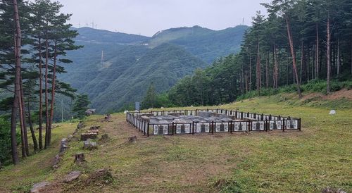 삼척 흥전리 사지[불교문화재연구소 제공. 재판매 및 DB 금지]