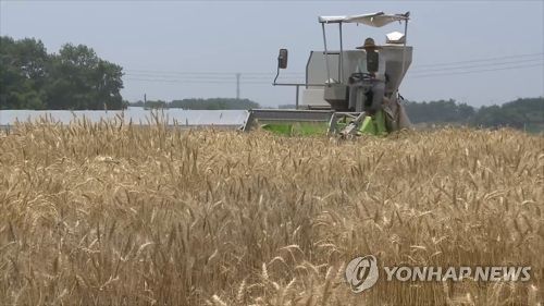 밀 수확[연합뉴스TV 제공]