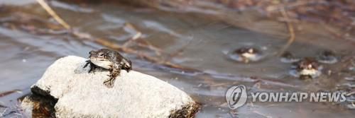 '경칩'이다 나가자! (공주=연합뉴스) 김주형 기자 = 개구리가 겨울잠에서 깨어난다는 절기 '경칩'을 하루 앞둔 4일 오후 충남 공주시 계룡산 일대 개울가에 개구리가 모습을 드러내고 있다. 2022.3.4     kjhpress@yna.co.kr