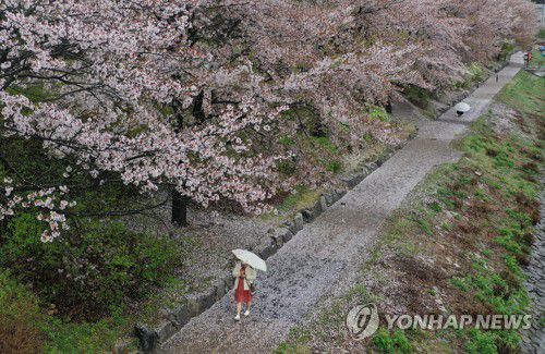 봄비 따라 떨어지는 벚꽃잎(춘천=연합뉴스) 양지웅 기자 = 전국 곳곳에 봄비가 내린 13일 강원 춘천시 공지천 산책로 풍경. 2022.4.13 yangdoo@yna.co.kr