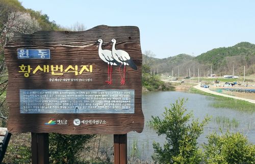 1940년대 황새 번식지임을 알리는 안내판[예산황새마을 제공. 재판매 및 DB 금지]