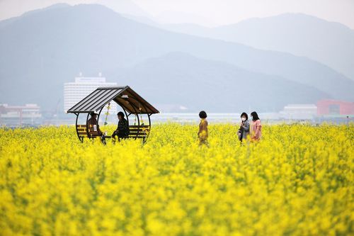 마산해양신도시 유채꽃밭[창원시 제공. 재판매 및 DB 금지]