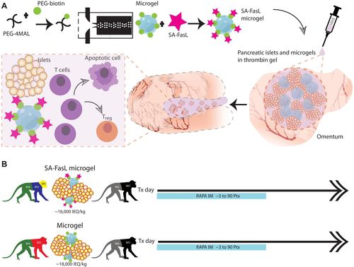 합성 마이크로겔로 이식한 SA-FasL 단백질의 작용[미국 하버드의대 연구진, 2022년 5월 '사이언스 어드밴시스' 논문 캡처. 재판매 및 DB 금지]