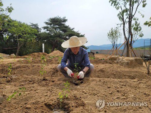자연인 문재인 전 대통령(양산=연합뉴스) 문재인 전 대통령과 평산마을 비서실이 사회관계망서비스(SNS)를 통해 20일 문 전 대통령이 경남 양산시 하북면 평산마을 사저에서 밭일하는 모습을 공개했다.           문 전 대통령은 '드디어 밭일을 시작했습니다. 고구마, 고추, 상추, 들깨, 옥수수 등 모종을 심고, 메밀을 넓게 파종했습니다'라고 소감을 남겼다. 또 애완동물 찡찡이도 잘 적응하고 있다고 설명했다. 2022.5.20 [문재인 전 대통령 페이스북 캡처. 재판매 및 DB 금지] image@yna.co.kr