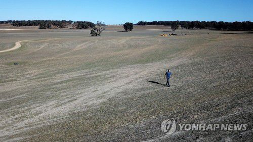 호주 보리밭 전경[EPA 연합뉴스 자료사진. 재판매 및 DB 금지]