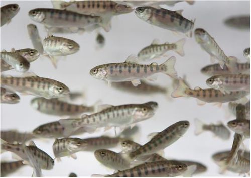 미분화세포를 배양해 태어난 산천어. [국립생물자원관 제공. 재판매 및 DB 금지]