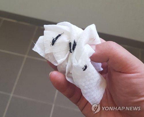 '러브 버그' 벌레떼 출몰(서울=연합뉴스) 서울 은평·서대문구, 경기 고양시 등지에 이른바 '러브 버그'라 불리는 벌레떼가 출몰해 주민들이 불편을 겪고 있다. 사진은 '러브 버그' 모습. 2022.7.3 [독자 제공. 재판매 및 DB 금지] photo@yna.co.kr