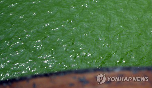 낙동강 녹조(2018년 촬영)[연합뉴스 자료사진]