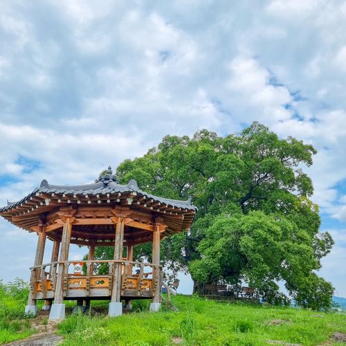 팽나무[창원시 제공. 재판매 및 DB 금지]