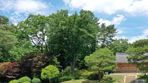 청와대 상춘재 말채나무 [문화재청 제공. 재판매 및 DB 금지]