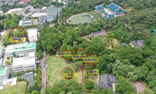 청와대 노거수 군 전경(항공촬영)[문화재청 제공. 재판매 및 DB 금지]