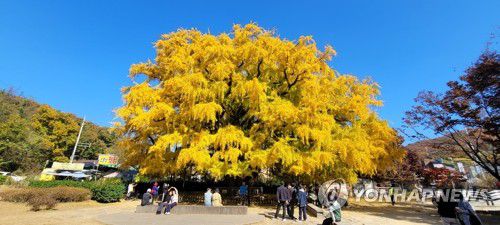 노란 자태 뽐내는 인천 장수동 은행나무(인천=연합뉴스) 윤태현 기자 = 2일 오후 인천시 남동구 장수동 은행나무가 노랗게 물들어 자태를 뽐내고 있다. 이 은행나무는 높이 28ｍ·둘레 9ｍ 규모로 국가지정문화재 천연기념물 제562호로 지정됐다. 2022.11.2 tomatoyoon@yna.co.kr