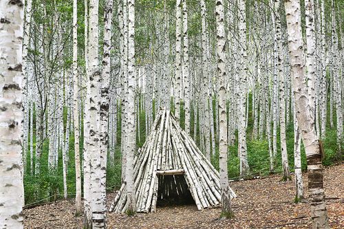 인제 원대리 자작나무 숲.[사진/조보희 기자]